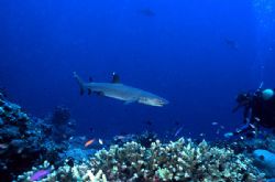 White tip meets diver, Bismark Sea by Jerry Hamberg 